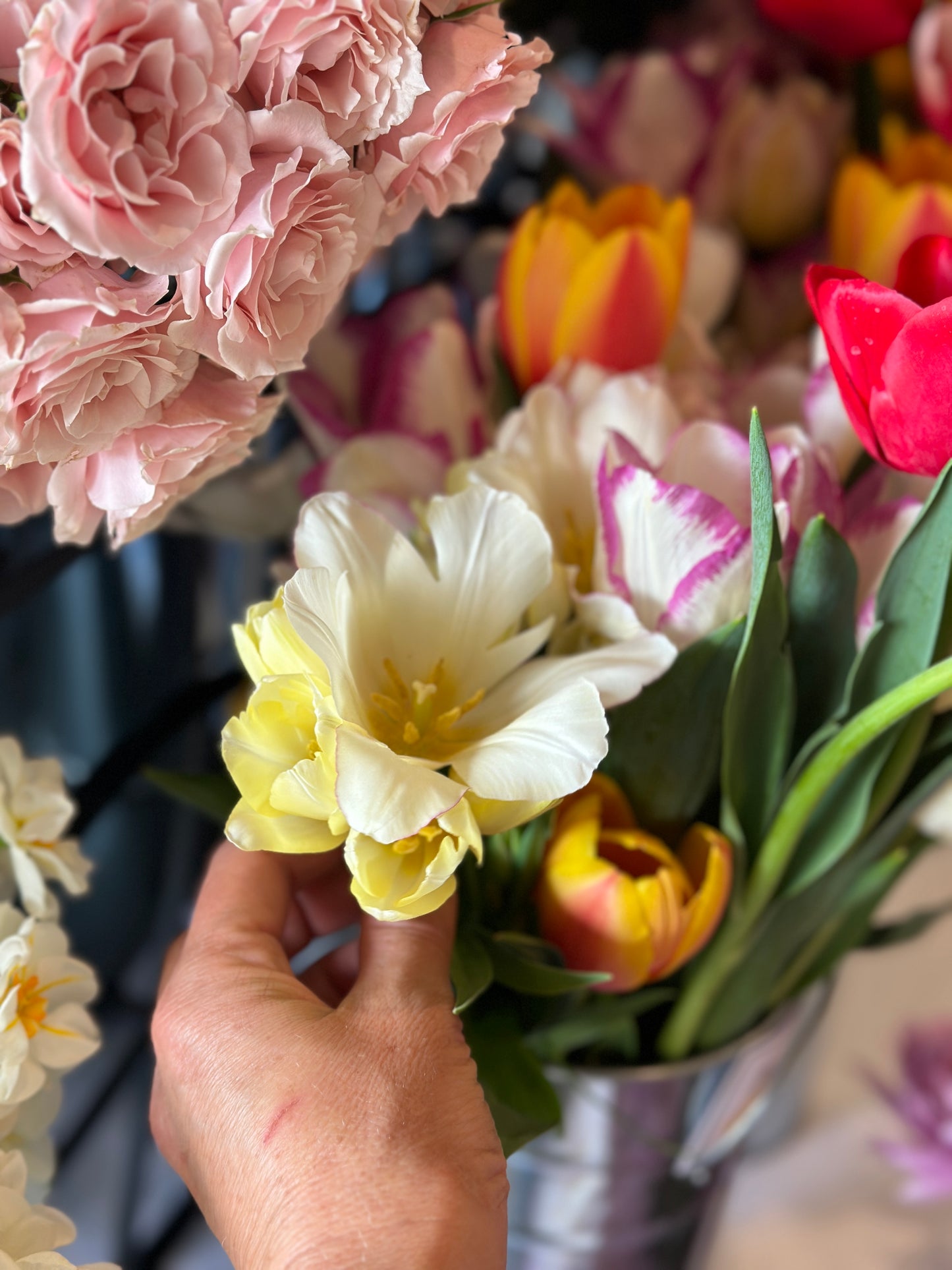 Spring Tulip Subscription