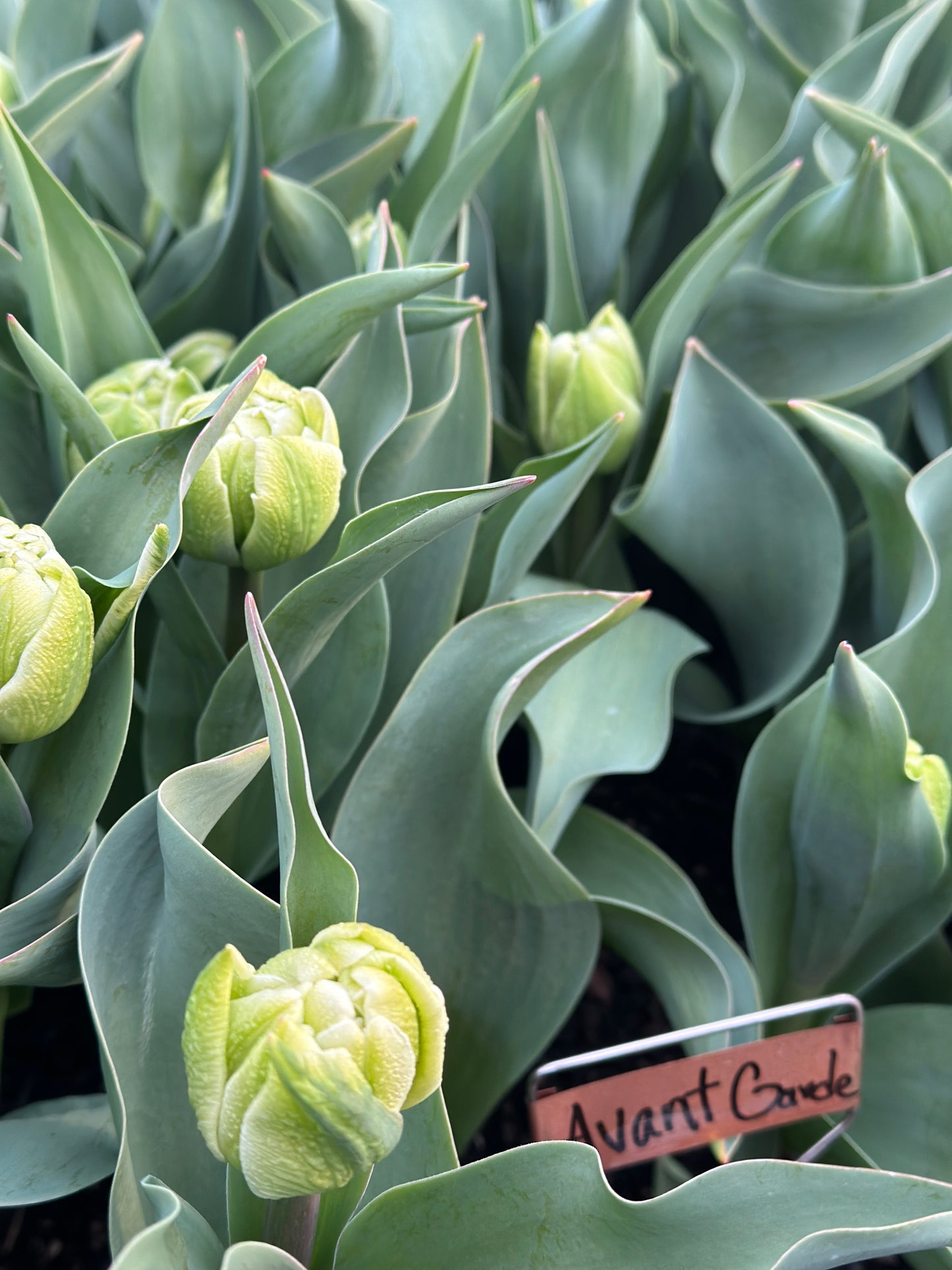 Spring Tulip Subscription