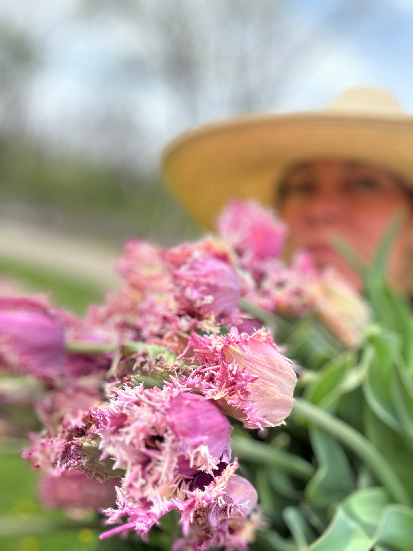 Spring Tulip Subscription