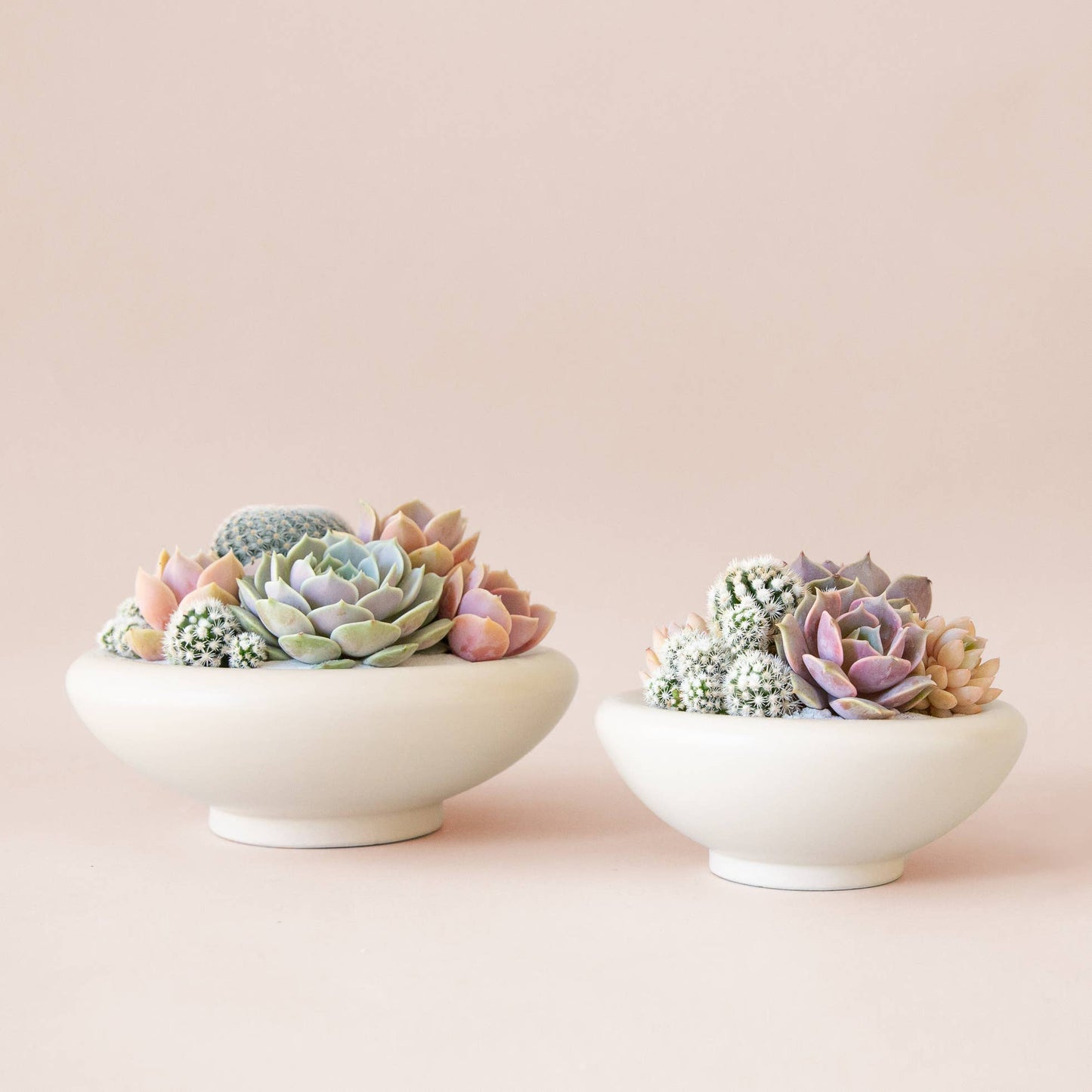Birdie Bowl | Rainforest: 6.25 inch