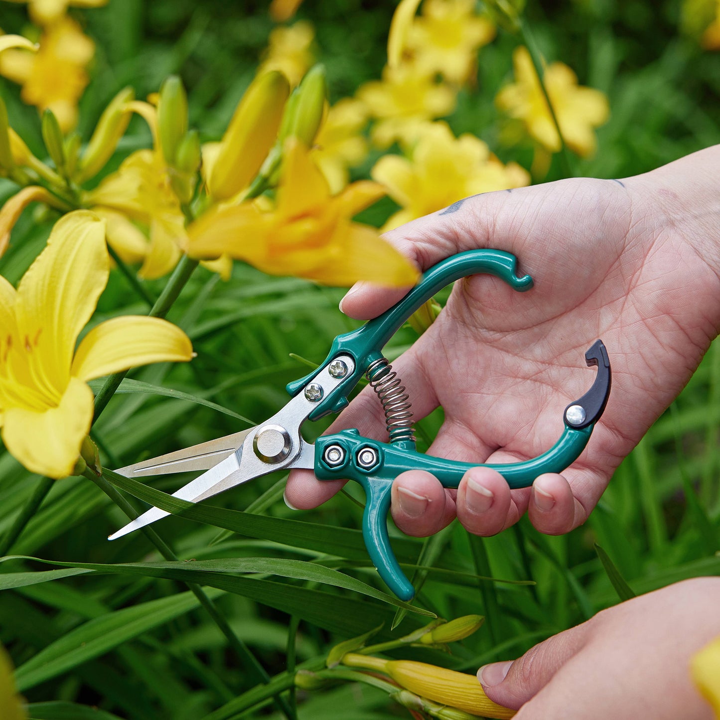New Colors! Garden Shears : Ocean