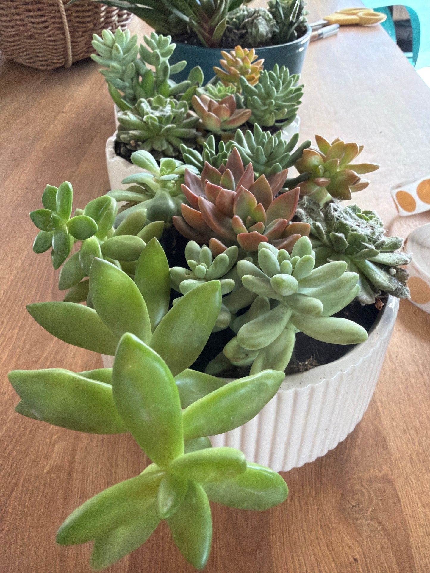 Small succulent Pot
