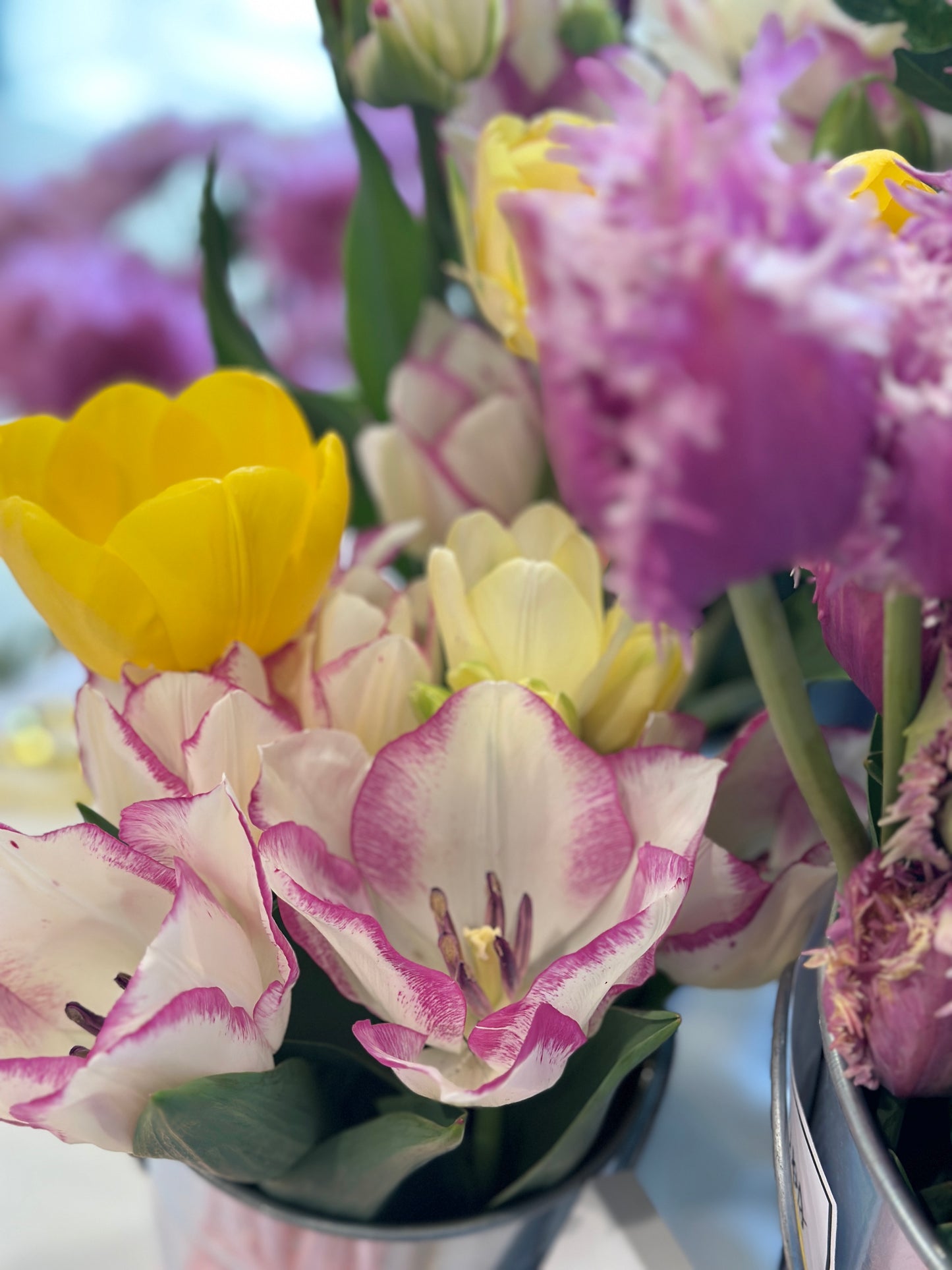 Spring Tulip Subscription