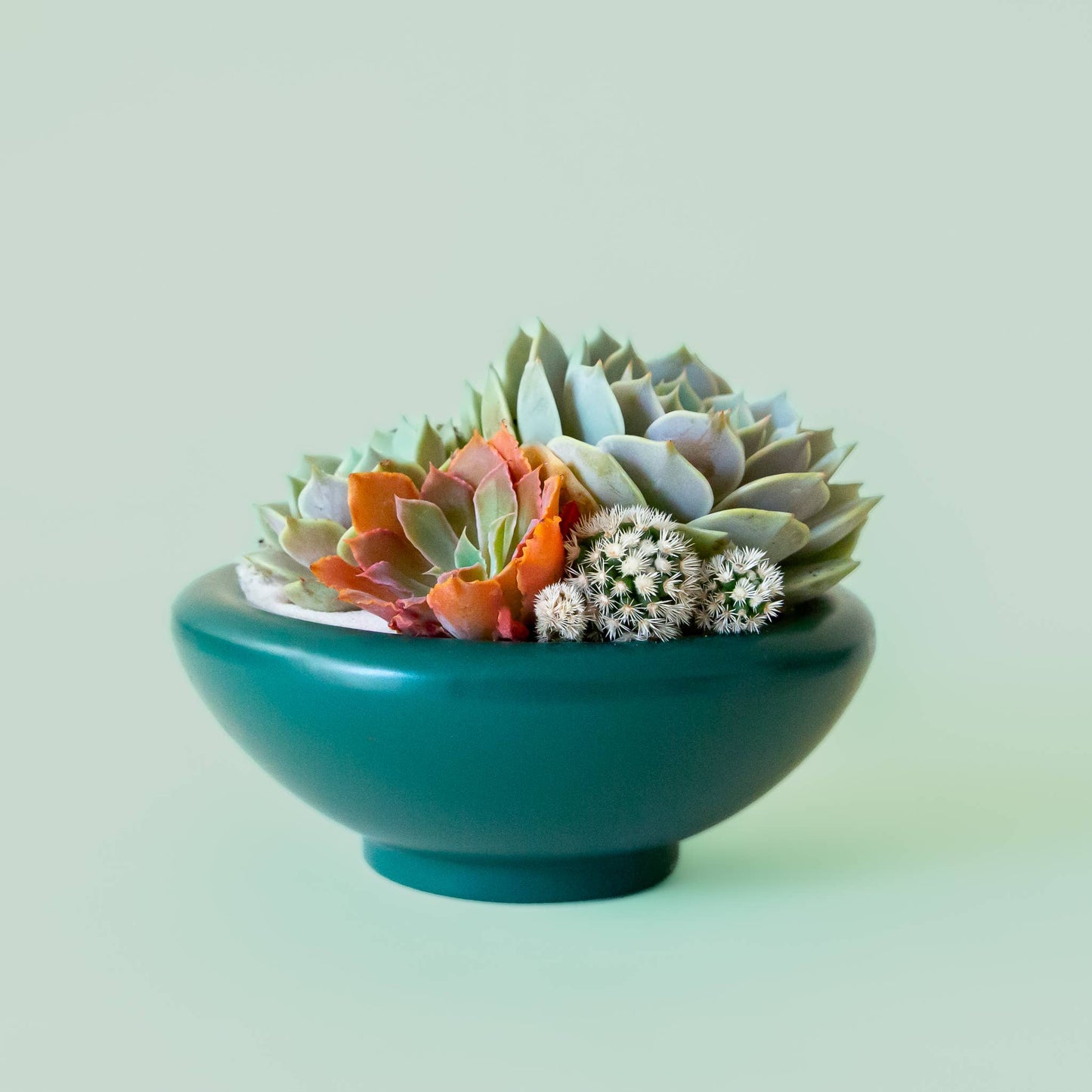 Jungle club succulent pot