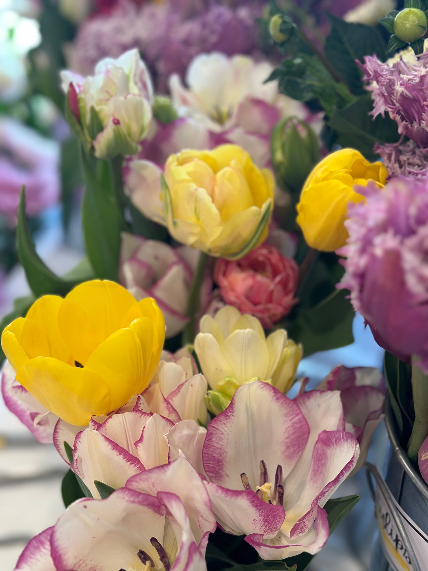 Spring Tulip Subscription