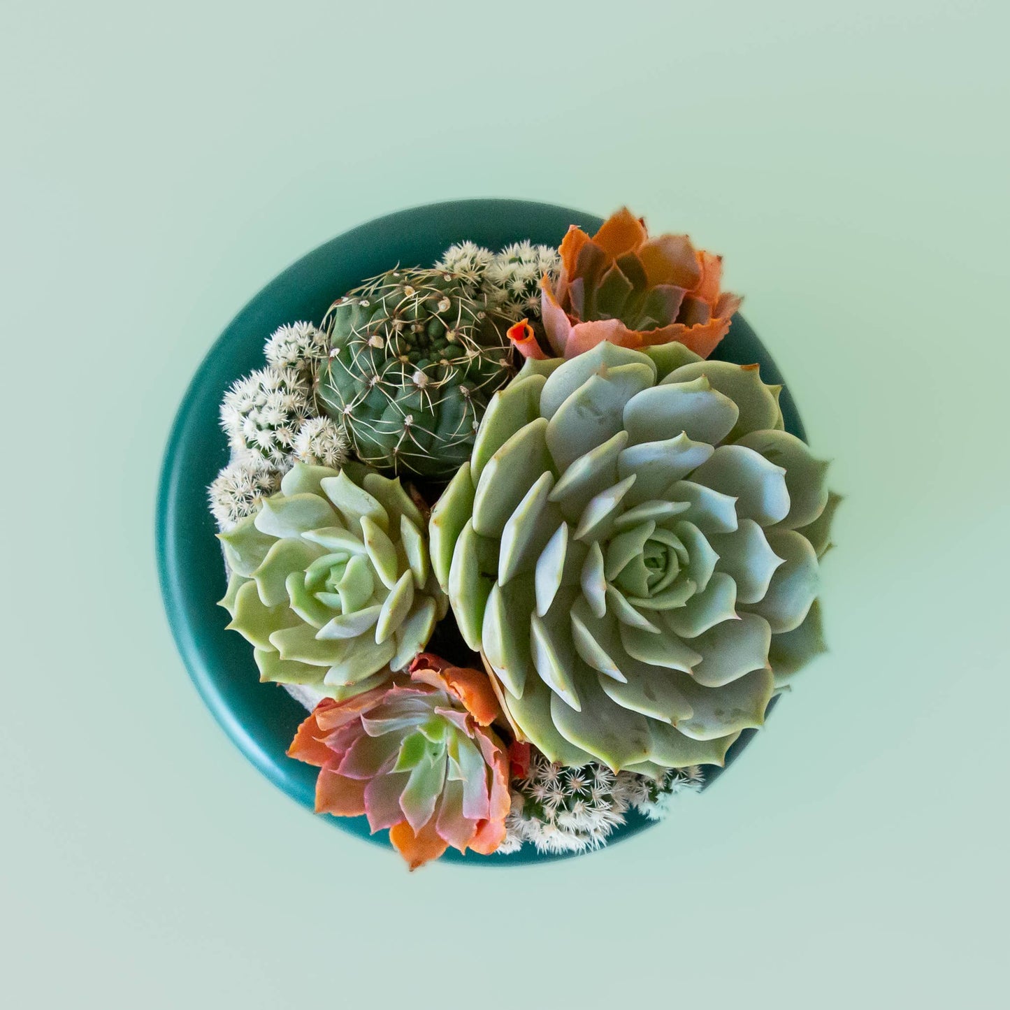 Jungle club succulent pot
