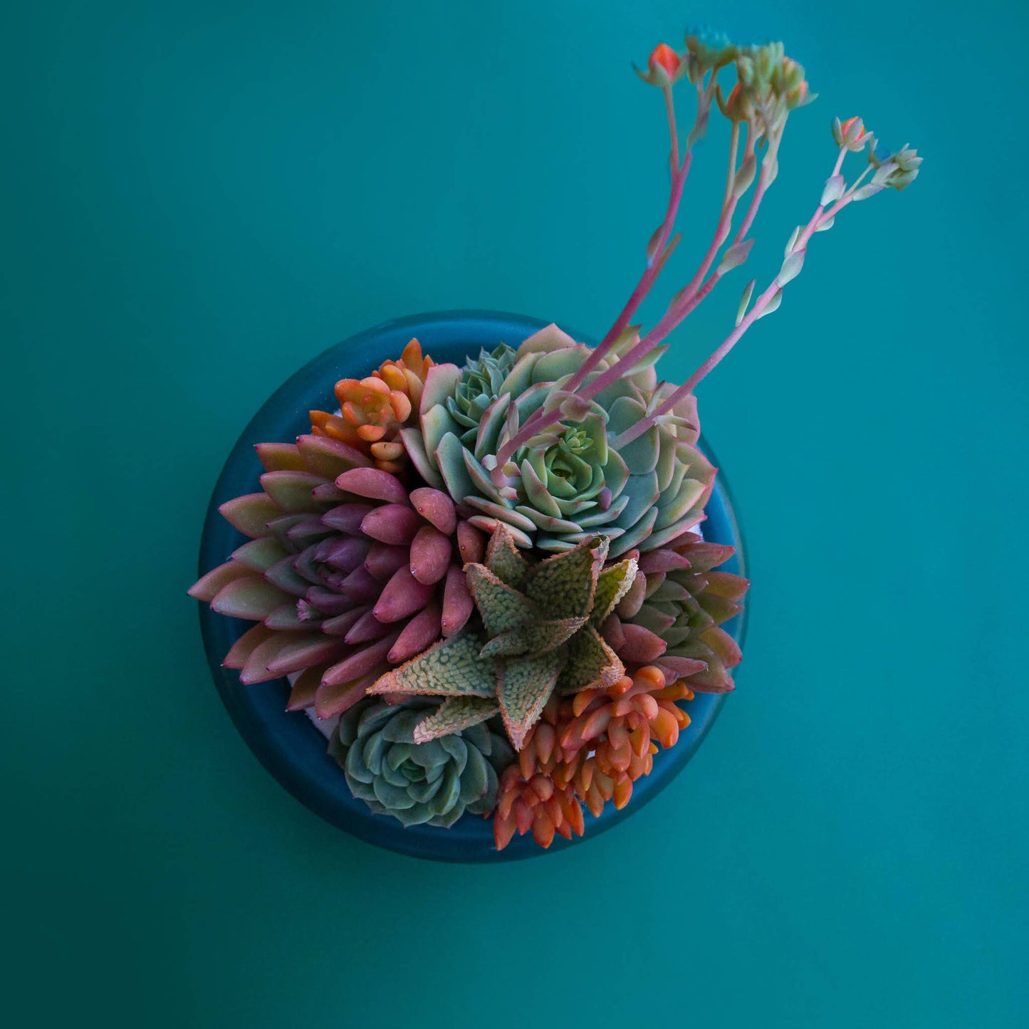 Jungle club succulent pot